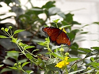 BZ Butterfly 4